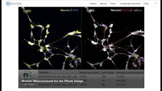 【HereIm】IM0008 Neurite measurement for the whole image {EN}