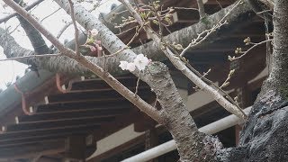 和歌山で桜開花 近畿で最も早く