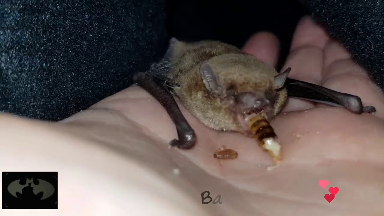 Rehab | Microbat eating ^..^ - YouTube