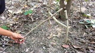Primitive System for Survival Trapping Wildlife