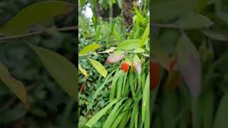 Goji berries are good 👍  for you