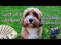 Puppy Scammers? How much does a Cavapoo cost - What we paid for Bailey