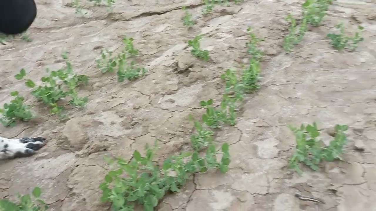 ۲۵ فوریهٔ ۲۰۲۶