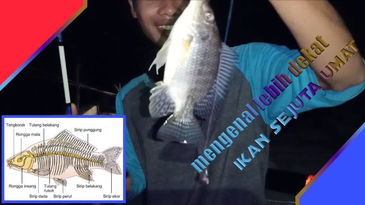 Cara mengatasi ikan nila susah makan - TONTON DULU BARU PRAKTEKIN