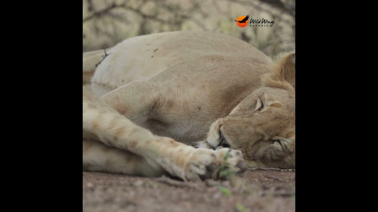 There's always time for a cat nap!  