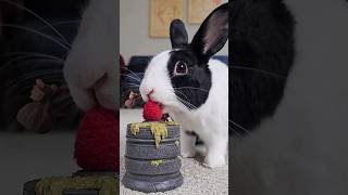 RABBIT EATING BERRY