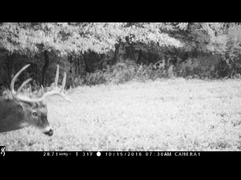 shooting in dc Trail Camera Video Clips #2 2016 Pennsylvania Foodplot Bucks