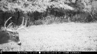 Trail Camera Video Clips #2 2016 Pennsylvania Foodplot Bucks