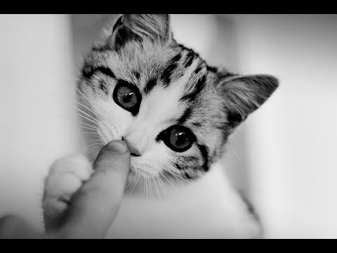 Video: Cómo Entrenar A Un Gatito A Comer