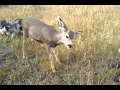 Baby walks up to a deer with a stick, then she realizes she had found a good friend