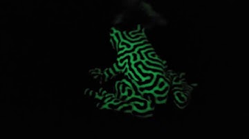 The glowing frog.  Ongoing testing of the Qidi i-fast 3D printer