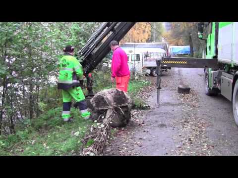 Video: Platsförberedelse För Vårplantering Av Plantor