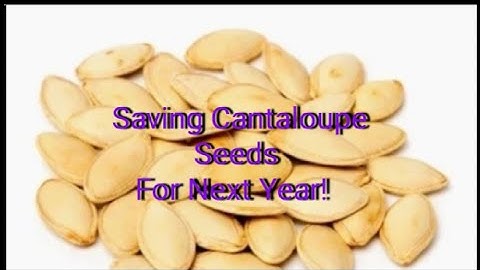 How To Save Cantaloupe Seeds 2023