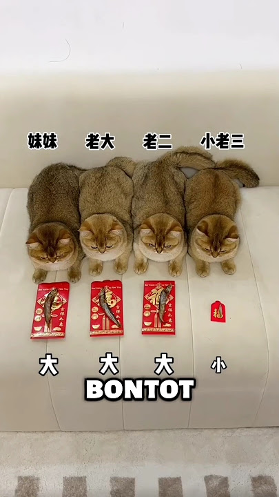 Si Bontot Dapat THR Kecil 👌😹 #shortsfeed #cat #kucinglucu #kucing #shorts