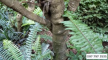 Bán củ cây ĐINH LĂNG 20 năm TUỔI 0977973535