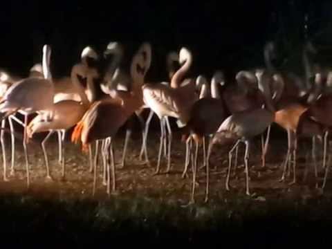真夜中の動物園‐中島みゆき　[練習中]Cover XXkurage