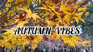 Autumn Vibes - Autumn Leaves | Fall Foliage - Autumn in Korea 2023 | Travel Diaries