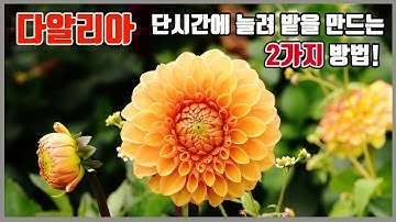 다알리아 단시간에 번식시켜 밭을 만드는 2가지 방법/ 달리아 잘키우는 방법과 병충해 방지