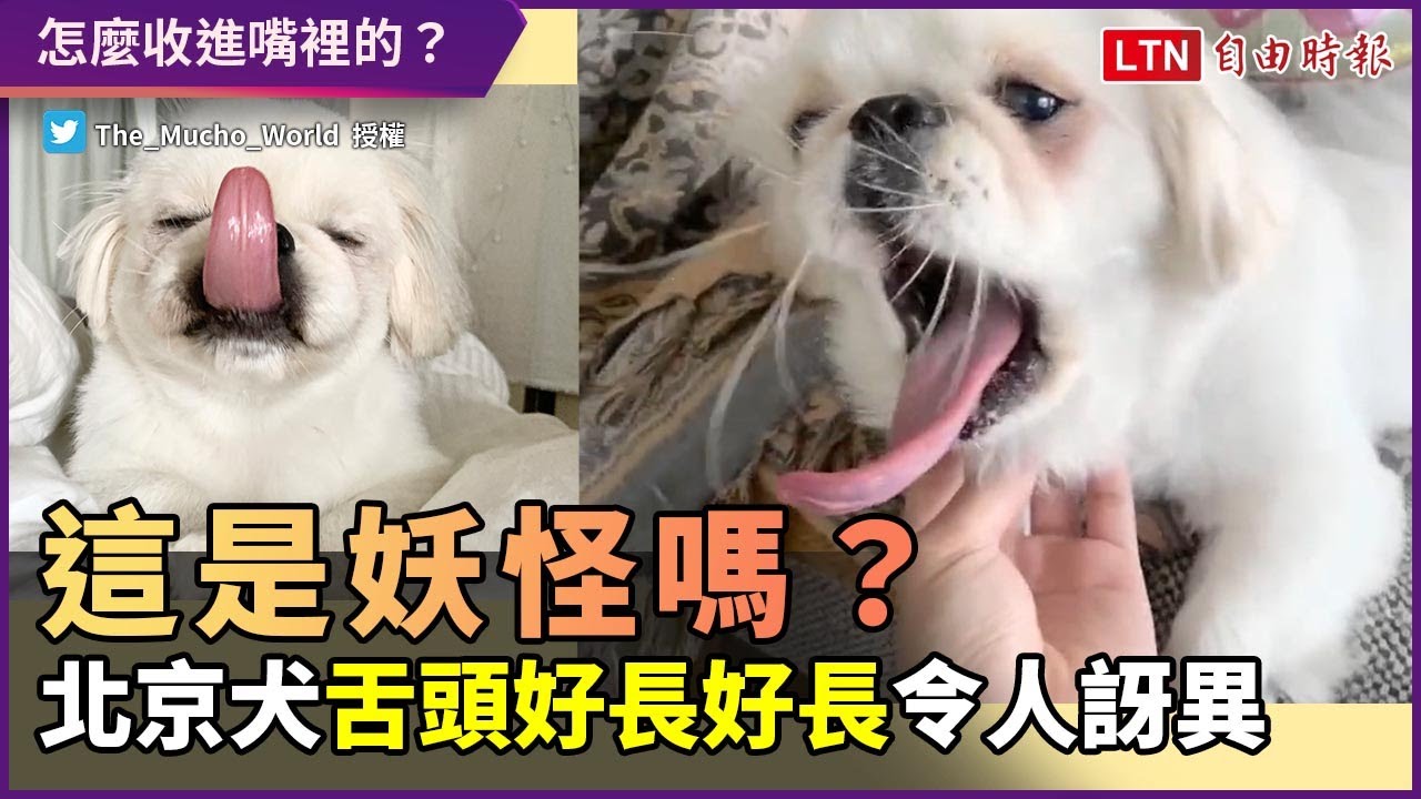 這是什麼妖怪嗎 北京犬舌頭好長好長讓人好奇到底平時收哪裡 Youtube