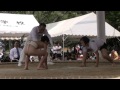 種子島のイベント：第24回西之表市わんぱく相撲大会～団体戦
