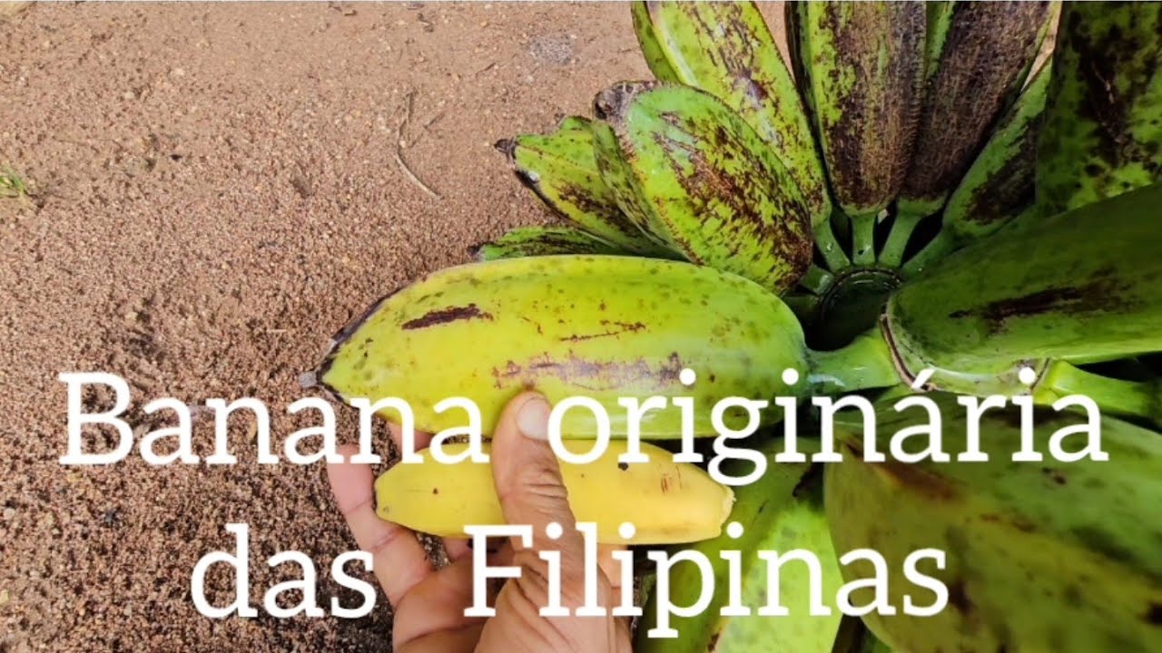 VOCÊS CONHECEM ESTÁ BANANA 