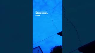 #shortvideo #youtubeshorts  #перелёт #птицы #журавли #шортс #fypシ #beautiful #birds#trending #like