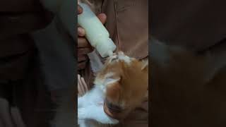 Kakq Netein Kucing Lucu