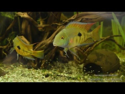 Hypsophrys nicaraguensis (Nicaragua Cichlid, Никарагуанская цихлазома)