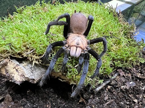 Simoroxigorum sp birupes adult female unboxing and rehouse
