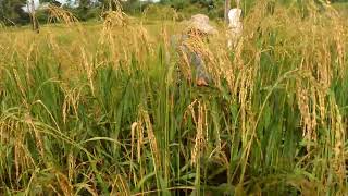 Coj nej nrog kuv los saib peb hlais nplej os