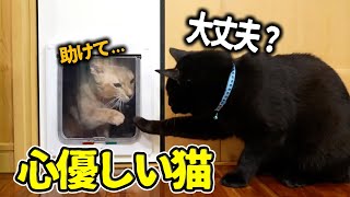 【感動】部屋に入れない猫を助ける心優しい猫