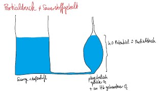 Physiologie: Atmung 4 – Gasgehalt und -Transport, Sauerstoffbindungskurve, Bohr- und Haldane-Effekt