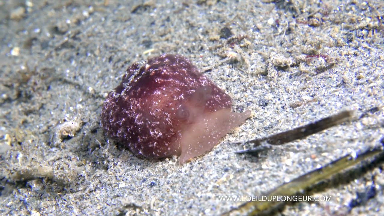 Berthelle étoilée - Berthella stellata