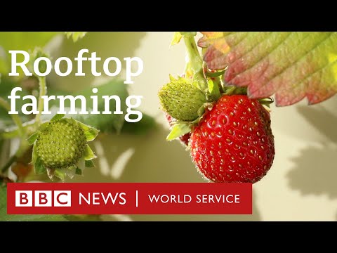 Welcome to the world’s largest urban rooftop farm - BBC World Service