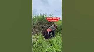 ko,bisa beda begitu ya...#shortviral #comedy #ngakak #lucu #viral