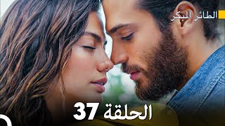 مسلسل الطائر المبكر الحلقة 37 (Arabic Dubbed)