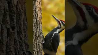 Pileated Woodpecker Pecking Wood