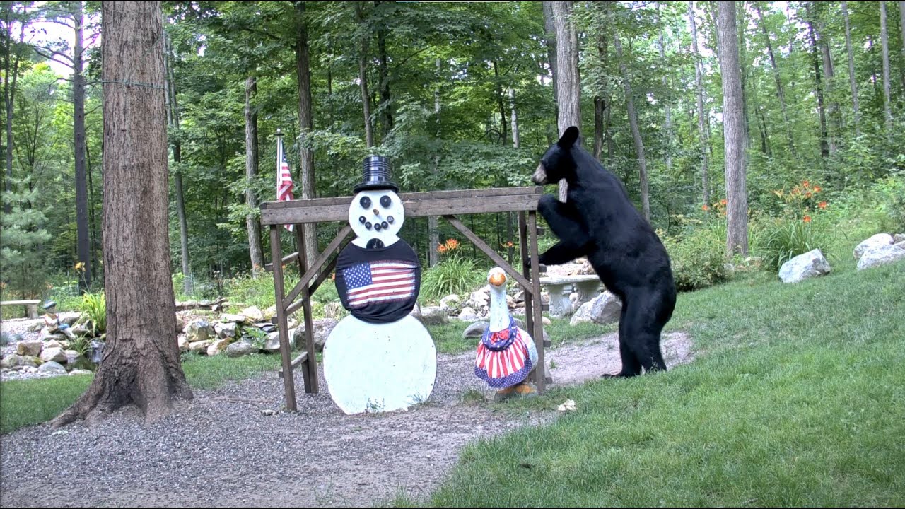 EarthCam Live: Snowman Cam - Animals and Wildlife (Gaylord, Michigan)