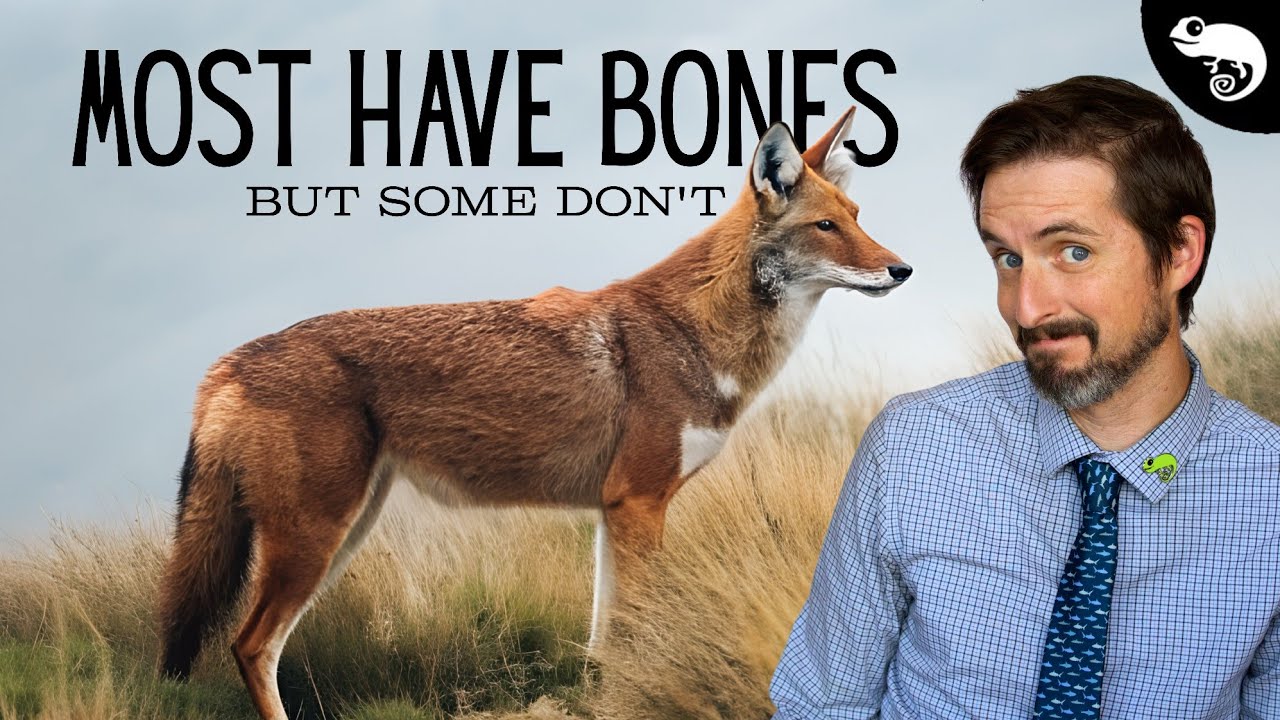 Не у всех собак есть кости