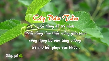 Cây Dâu Tằm #02