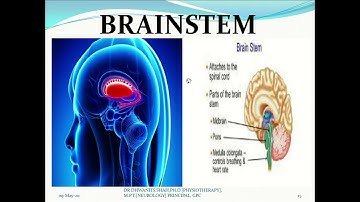 Neural Control of Locomotion, By Dr Dhwanit S. Shah, Ph.D., M.P.T. Neurology