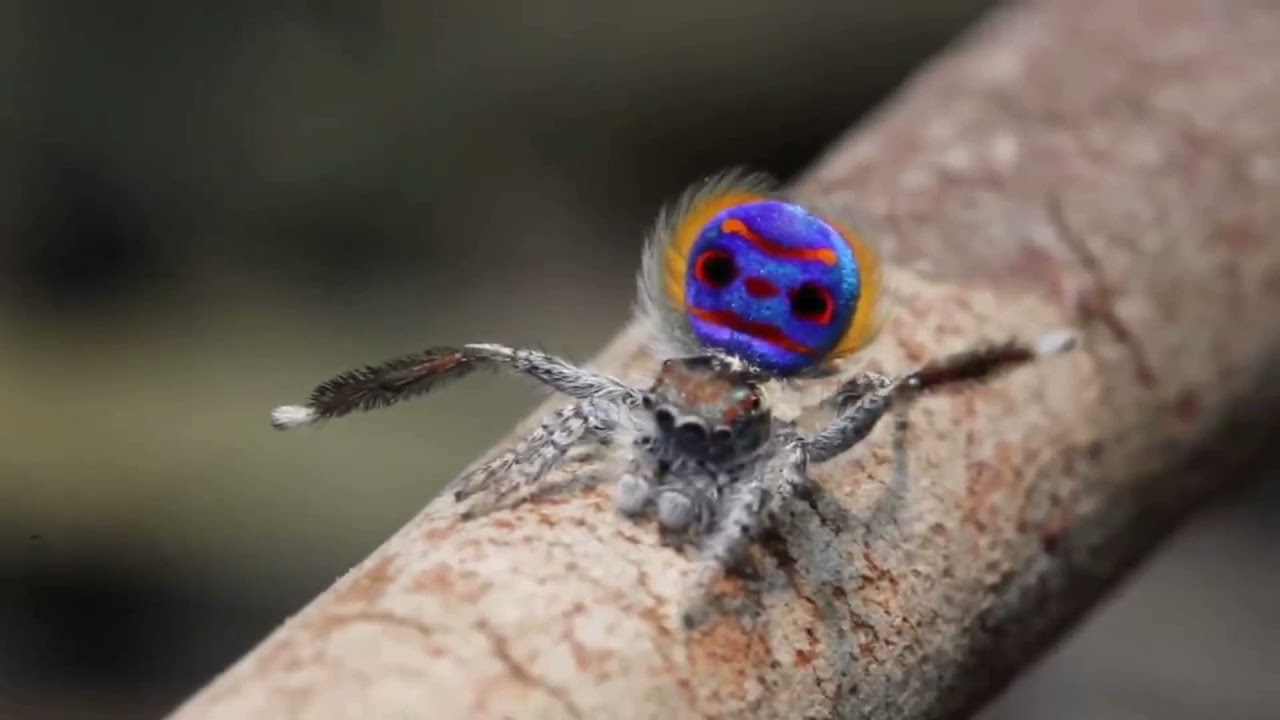 "Павук" кавер, репетиція "Rocko-billy" 17.05.21р (відео із інтернету)