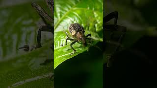 black vine weevil 
