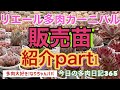 【多肉植物】【ガーデニング】第4回リエール多肉カーニバルの販売苗紹介part1‼️    多肉大好き！なりちゃんパパ　多肉奮闘記その365