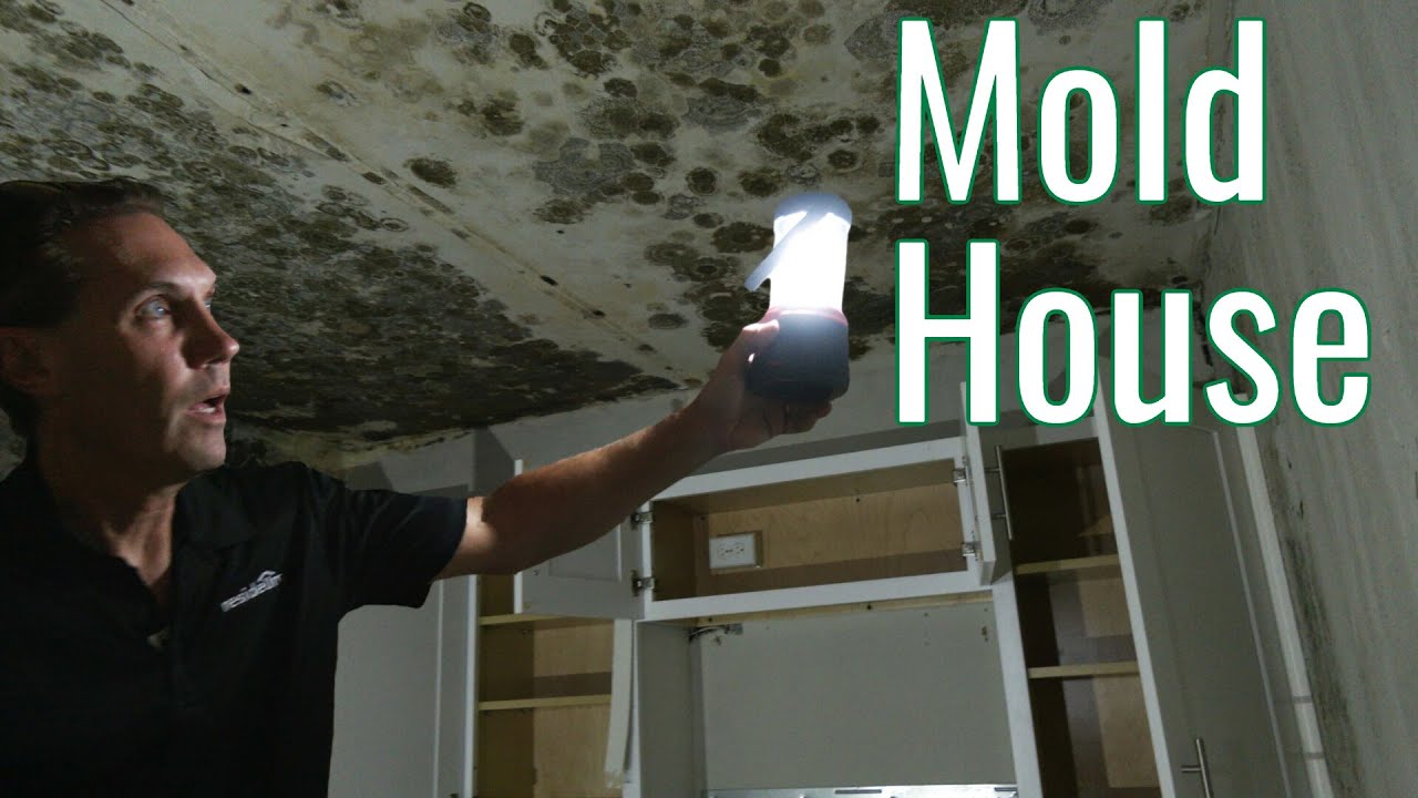 Mold Madness - We Bought a House With Mold Damage