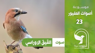 صوت ابو زريق زريقي قيق اوراسي Eurasian Jay sound