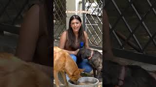 Help Community animals #summer #helpstrays #feedthestrays #dogs #cats #birds