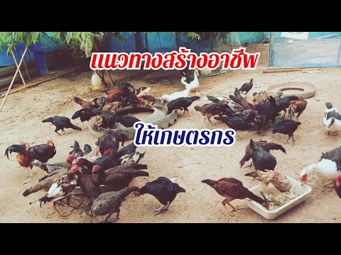 เเนวทางสร้างอาชีพเกษตรกร เกษตรแบบผสมผสาน ทางเลือกใหม่เลี้ยงไก่บ้าน