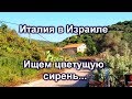 527.Как выбирать оливковое масло.Где покупаю. Израиль.