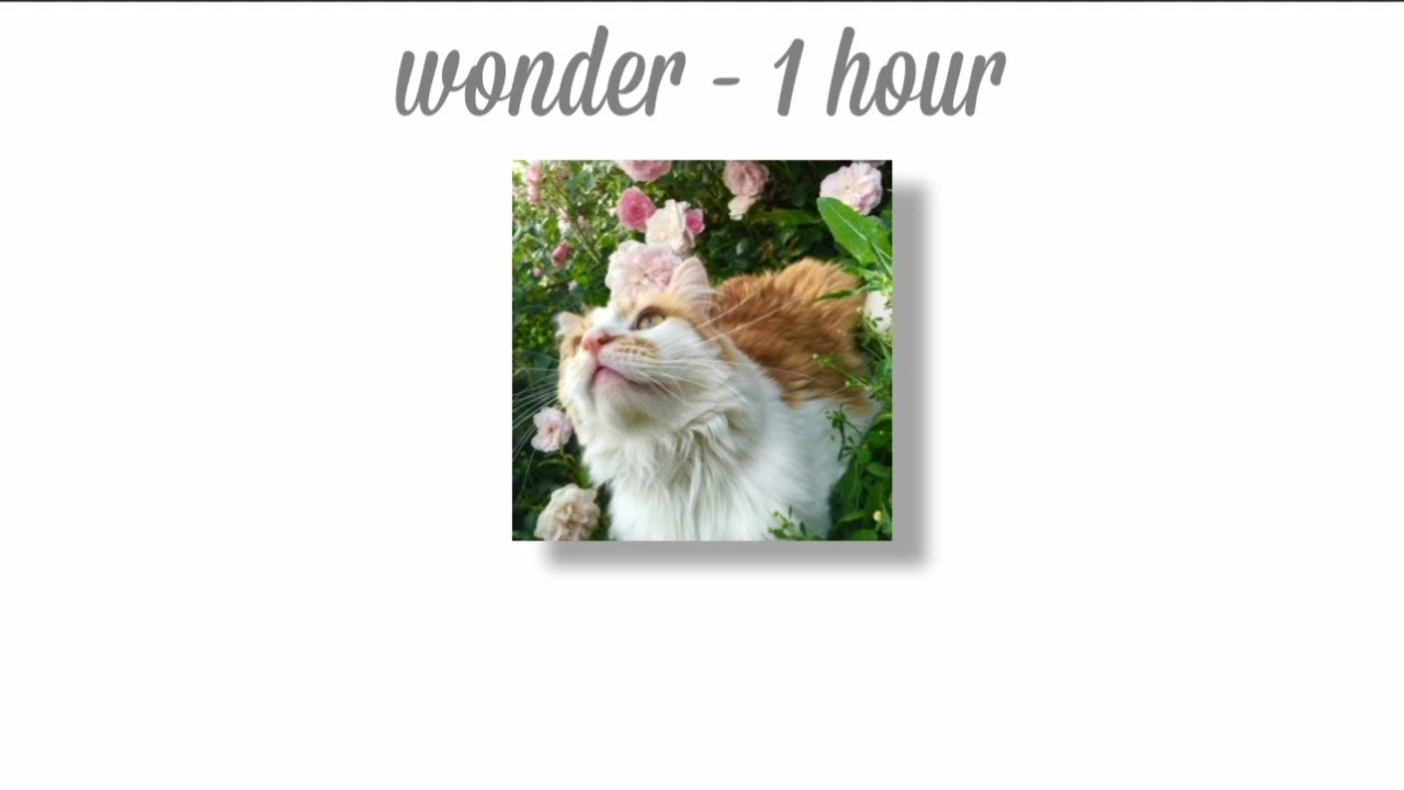 wonder「1 hour loop」 marizu YouTube